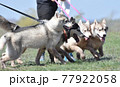 Siberian Husky dogs of various colors running in a row train before the races 77922058