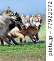 Siberian Husky dogs of various colors running in a row train before the races 77922072