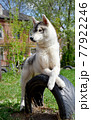 smart dog siberian husky resting in the yard after training 77922246