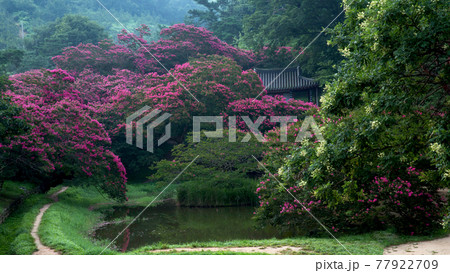 木 霧 池 77922709