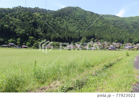 美山 茅葺きの里 古民家の風景 【京都府】 美山 茅葺きの里 古民家の風景 【京都府】 77923022
