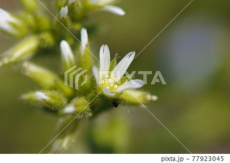 オランダミミナグサ　花弁の先が割れた白い極小の花とその蕾 77923045