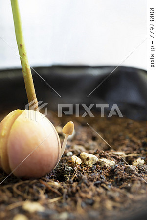 プランターに現れたキコカサダケ プランターに現れたキコカサダケ 77923808