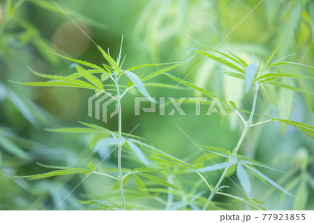 Close-up of marijuana plant growing outdoors, cannabis on a beautiful background 77923855