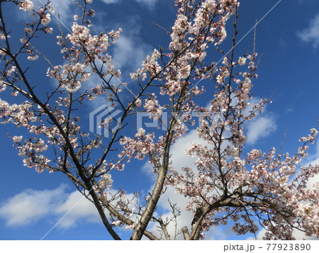 ピンク色の桜 77923890
