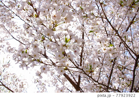 桜 万 春 77923922