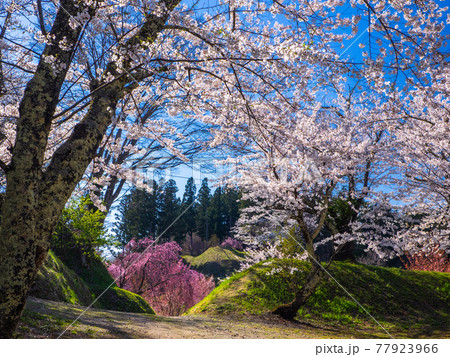 満開の桜に囲まれた公園の遊歩道 (亀ヶ城公園、猪苗代、福島) 77923966
