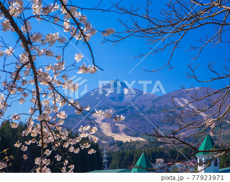 桜の枝花の合間から見える雪の残る磐梯山と雪の溶けたスキー場 (亀ヶ城公園、猪苗代、福島) 77923971
