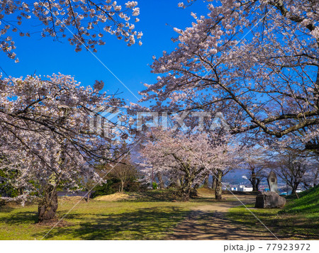 満開の桜に囲まれた公園の遊歩道 (亀ヶ城公園、猪苗代、福島) 77923972