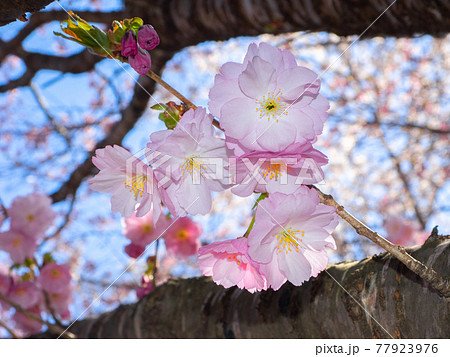 八重桜 (亀ヶ城公園、猪苗代、福島) 77923976