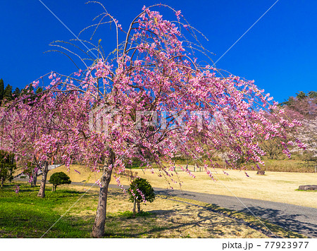 満開の枝垂れ桜 (亀ヶ城公園、猪苗代、福島) 77923977