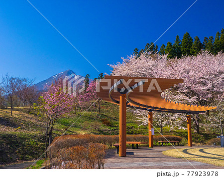 桜の花に囲まれた公園の休憩所と雪の残る磐梯山 (亀ヶ城公園、猪苗代、福島) 桜の花に囲まれた公園の休憩所と雪の残る磐梯山 (亀ヶ城公園、猪苗代、福島) 77923978