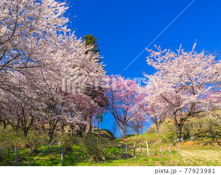 満開の桜の花と芝生 (亀ヶ城公園、猪苗代、福島) 77923981