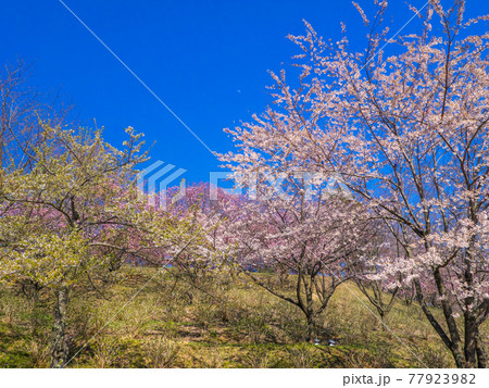 満開の桜の花と芝生 (亀ヶ城公園、猪苗代、福島) 77923982