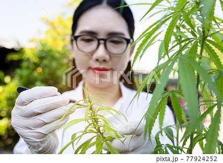 Portrait of doctor checking and analizing hemp plants, Marijuana research, cbd oil, Concept of herbal alternative medicine. Portrait of doctor checking and analizing hemp plants, Marijuana research, cbd oil, Concept of herbal alternative medicine. 77924252