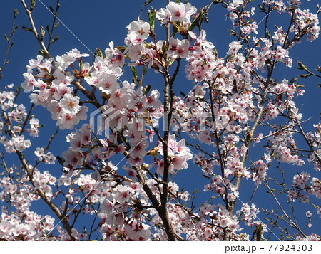 ピンク色の桜 77924303
