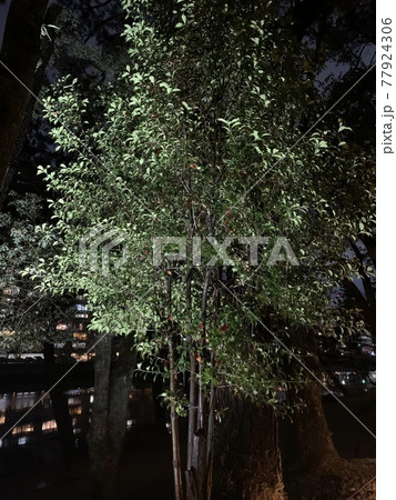 ライトに照らされた木 77924306