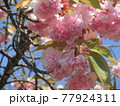 ピンク色の桜 77924311