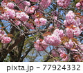 ピンク色の桜 77924332