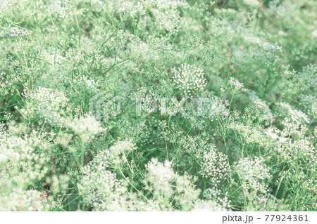 Anthriscus sylvestris, Umbelliferae forest plant Umbelliferae family, wildflower, vegetable floral summer background 77924361