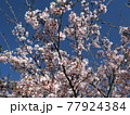 ピンク色の桜 77924384