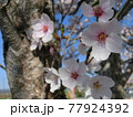 ピンク色の桜 77924392