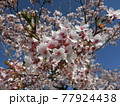 ピンク色の桜 77924438