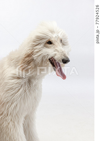 Close-up big cute Afghan dog posing isolated on white studio background. Close-up big cute Afghan dog posing isolated on white studio background. 77924526