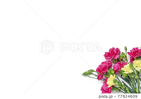 bouquet of pink carnation flower isolated on white background Top view Flat lay Holiday card 8 March, Happy Valentine's day, Mother's, Memorial, Teacher's day concept 77924609