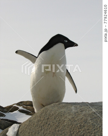 南極のアデリーペンギン 77924610