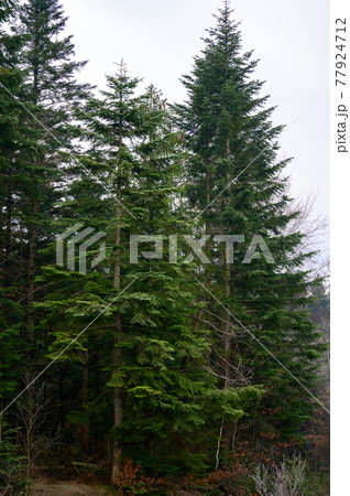 Green evergreen spruces and pines are covered with hoarfrost, morning frosts in the new forest. 77924712