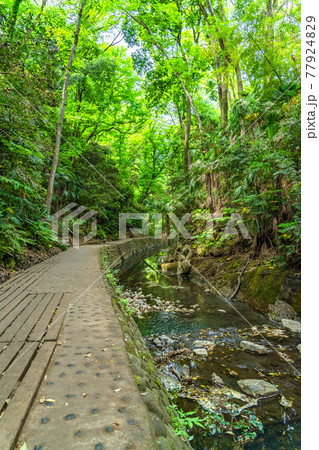 東京の都市風景 等々力渓谷周辺の風景 77924829