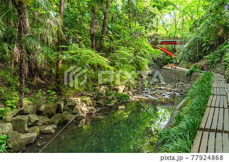 東京の都市風景 等々力渓谷 ゴルフ橋周辺の風景 77924868