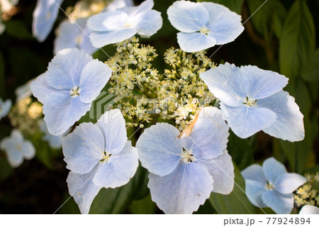 装飾花が立派な額紫陽花 77924894