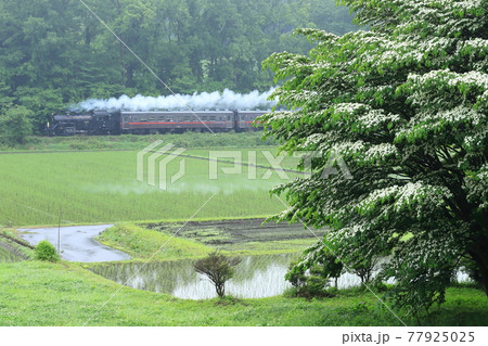 真岡鐵道「霧雨降る田園風景の中を行くSL」 77925025