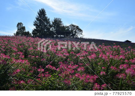 かんのファームのクレオメ かんのファームのクレオメ 77925570