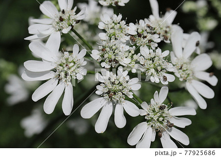 春の公園に咲くオルラヤ ホワイトレースの白い花に止まるヒメマルカツオブシムシの写真素材