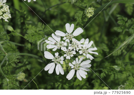 春の公園に咲くオルラヤ ホワイトレースの白い花に止まるヒメマルカツオブシムシの写真素材