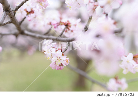 満開の桜（同時撮影の動画素材あり） 77925702