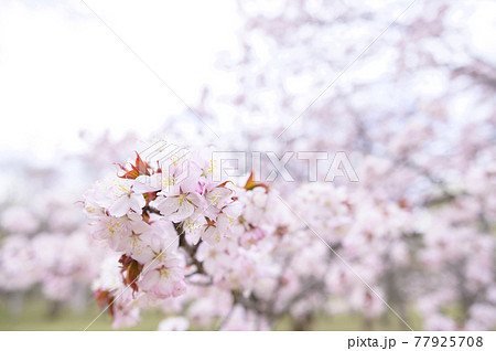 満開の桜 同時撮影の動画素材あり の写真素材