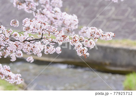 川辺の桜 同時撮影の動画素材あり の写真素材