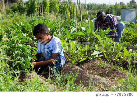 Teen son helps his father work in the garden 77925880