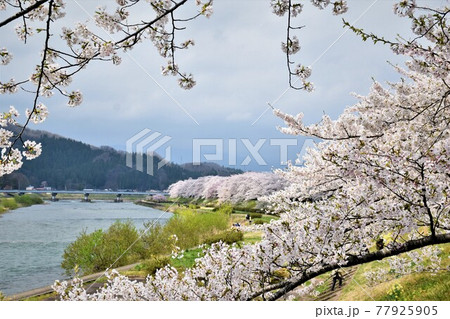 角館 桧木内川堤の桜並木 角館 桧木内川堤の桜並木 77925905
