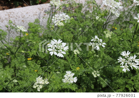 春の花壇に咲くオルレア ホワイトレースの白い花の写真素材