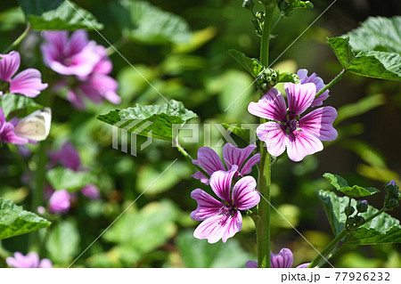 ゼニアオイ（銭葵） 77926232