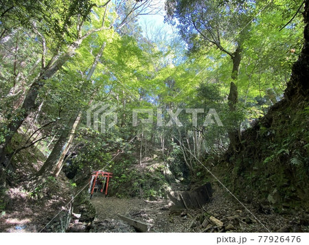 森の中の鳥居と天然の吹き抜けから覗く青い空 森の中の鳥居と天然の吹き抜けから覗く青い空 77926476