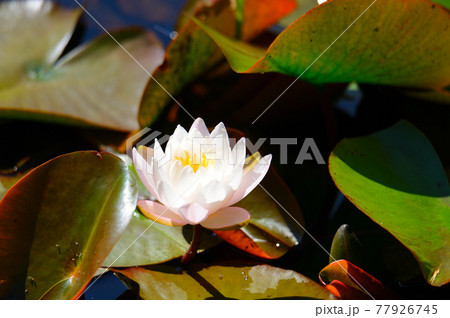 スイレンの花 77926745