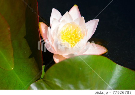 スイレンの花 77926785