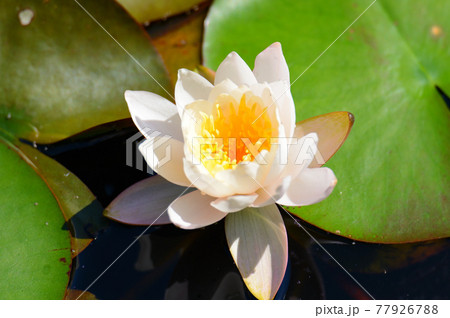 スイレンの花 スイレンの花 77926788