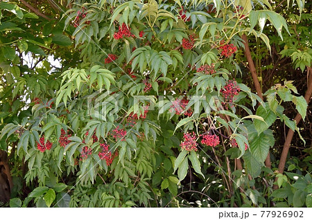 ニワトコの実 ニワトコの実 77926902